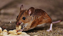 24 Hour & Emergency Exterminators in Upper Freehold, NJ